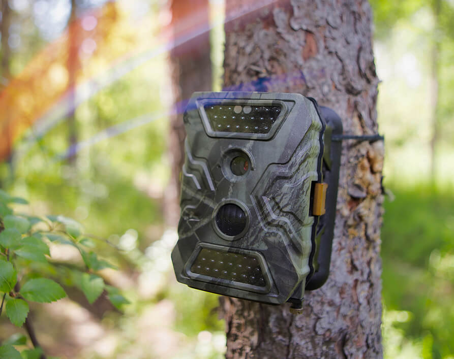 Trail Cameras